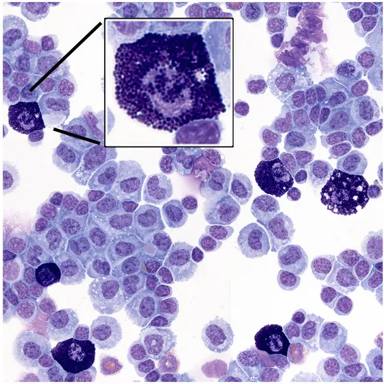 Histochemical staining of leukocytes and highly granulated mast cells