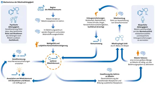 Pfeildiagramm, das die Abläufe bei der Entstehung einer Nikotinabhängigkeit bezogen auf psychische und körperliche Abhängigkeit in mehreren Textboxen beschreibt. Oben links: „Beginn des Nikotinkonsums“, davon ausgehend Pfeil nach unten zu „Nikotin bindet an Nikotinrezeptoren im Gehirn“, davon ausgehend Pfeil nach unten zu „Im Belohnungszentrum werden Dopamin und andere Botenstoffe ausgeschüttet“, davon ausgehend Pfeil nach unten zu „Wohlgefühl und subjektive Konzentrationssteigerung“, davon ausgehend Pfeil nach unten zu Kreis mit Inschrift „weiterer Nikotinkonsum“. Von diesem gehen drei weitere Wege aus: Nach unten links führt ein Pfeil zu „Assoziation von Nikotinkonsum mit Situationen und Reizen, zum Beispiel Kaffeegeruch“, davon führt ein Pfeil nach oben zu „Konditionierung: neue Nervenverschaltungen entstehen“, davon führt ein Pfeil nach rechts zurück zum bereits genannten Kreis „weiterer Nikotinkonsum“; von diesem führt ein weiterer Pfeil nach unten rechts zu „Gewöhnung des Gehirns an Nikotin: Desensibilisierung der bestehenden Rezeptoren und Bildung zusätzlicher Rezeptoren“, davon ausgehend führt ein Pfeil nach oben zu „Nikotin-Toleranz: eine immer größere Menge an Nikotin ist nötig, um das Belohnungssystem zu aktivieren“, von dort führt ein Pfeil nach links oben zu „Nikotinspiegel sinkt durch Abbau im Körper“, davon ausgehend führt ein Pfeil nach oben zu „Nikotinentzug führt zur Ausschüttung von Stresshormonen“, davon ausgehend führt ein Pfeil nach links zu „Entzugserscheinungen: Reizbarkeit, Bedrücktheit, innere Unruhe, Angst, Konzentrationsschwierigkeiten, Suchtdruck (Craving)“, von dort führt ein Pfeil nach unten zu „Konsumzwang“, von wo ein Pfeil nach links zurück zum Kreis „weiterer Nikotinkonsum“ führt; von diesem führt ein weiterer Pfeil nach oben rechts zu „Nikotinspiegel sinkt durch Abbau im Körper“ und steigt damit in den eben beschriebenen Kreislauf zu „Nikotinentzug“, „Entzugserscheinungen“ und „Konsumzwang“ ein. In der linken oberen Ecke ist neben dem Schema eine Textbox mit folgendem Inhalt: „Psychische Abhängigkeit: Konditionierung führt dazu, dass bestimmte Reize und Situationen das Verlangen nach Nikotin auslösen (Suchtdruck)“, illustriert wird dies durch die chemische Strukturformel von Nikotin und zwei stilisierte Personen, eine gebückt, die Hände auf die Knie stützend, die andere aufrechtstehend, einen Arm hochstreckend. In der rechten oberen Ecke steht neben dem Schema eine Infobox mit folgendem Inhalt: „Körperliche Abhängigkeit: Nikotin wird benötigt, um den Normalzustand wiederherzustellen und körperliche Entzugserscheinungen zu vermeiden“, illustriert wird dies durch die chemische Strukturformel von Nikotin und eine stilisierte Person in normaler Haltung.