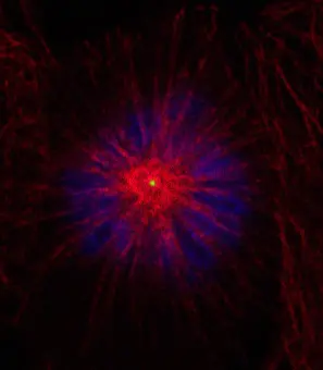Monopolare Mitosespindel, Zentrosomen in gelb dargestellt