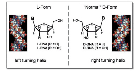 fig-L-DNA-structure