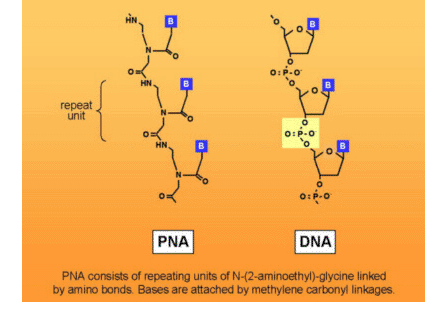 comparison of PNA and DNA structure