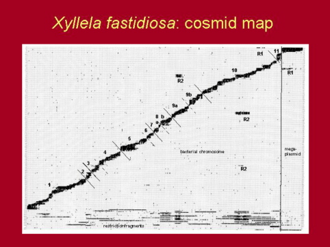 figure of Xyllela genome map
