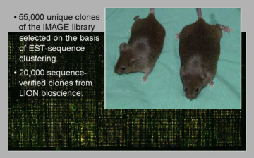 overall picture of mouse array