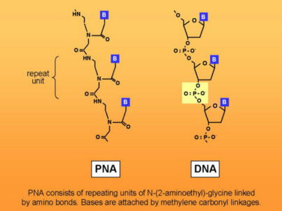 structure of PNA and DNA