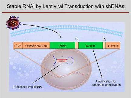 Scheme of shRNA knockdown process.